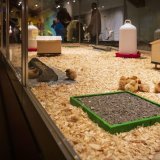 Après l’éclosion dans la couveuse, les poussins sont placés pour quelques jours dans une poussinière généreusement aménagée.