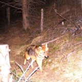 Un loup grison a parcouru la plus longue migration connue à ce jour en Europe (Photo d'illustration).