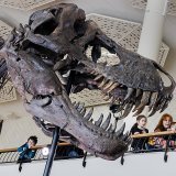 Les os du crâne de "Trinity" proviennent du même T-Rex. Ils sont dans un état de conservation exceptionnel.