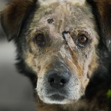 Les affrontements en Ukraine ont affecté 600 espèces d'animaux (archives).