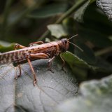 Les scientifiques ont identifié 17 odeurs émises uniquement par les criquets grégaires (image d'illustration).