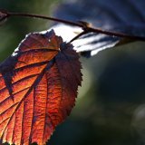 Mauvaise nouvelle pour les personnes allergiques: le noisetier fleurit de plus en plus tôt (archives).