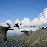 Des ibis chauves en vol sur l'Autriche: le zoo de Vienne est fortement engagé dans la réintroduction de ces oiseaux ayant disparu d'Europe depuis plusieurs siècles (archives).