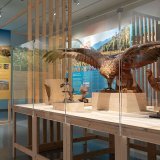 Le Musée d'histoire naturelle de Fribourg, dont la nouvelle exposition s'intitule "Les oiseaux et leurs milieux - #5 Biodiversité Fribourg", profitera bientôt d'un tout nouvel écrin.