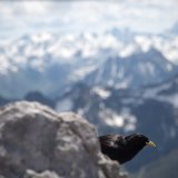 Certaines espèces d'oiseaux préfèrent rester dans les altitudes alpines qu'elles connaissent (archives).