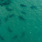 Les Etats membres de l'ONU ont adopté lundi par consensus le premier traité international pour protéger la haute mer. (archives)