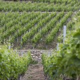 La station d'essais de Leytron dispose de nombreuses parcelles de vignes mises à sa disposition par des producteurs. (Image d'illustration).