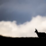 Un chamois égaré s'est promené pendant 15 jours en plein coeur de Genève, avant d'être capturé et remis en liberté dans le Jura vaudois (image prétexte).