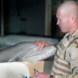 L'utilisation de mammifères marins à des fins militaires est une pratique ancienne à laquelle plusieurs armées, notamment américaine et russe, ont eu recours ces dernières décennies (archives).