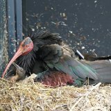 Deux ibis chauves sont nés dans la nature à Rümlang (ZH), une première en Suisse depuis près de 400 ans.