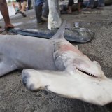 Le gouvernement costaricien avait déjà interdit en février la pêche des requins-marteaux (archives).