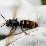 Un frelon asiatique (Vespa velutina nigrithorax) tenu par un biologiste à l'aide d'un gant (Archives).