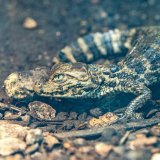 Les gardiens du zoo s'attendaient à l'éclosion du bébé caïman environ un à deux mois plus tard, mais son oeuf a sans doute été pondu bien plus tôt qu'ils ne le supposaient.