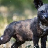 L'UICN avait estimé en 2020 que la population de lycaons africains sauvages était d'environ 6600 adultes. "La taille de la population continue de diminuer en raison d'un habitat en fragmentation, de conflits avec les activités humaines et de malad...