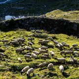 En Valais, le nombre d'animaux de rente tués par des loups au premier semestre 2023 a diminué de 55% par rapport à la même période de l'année précédente, selon le Groupe Loup (archives).