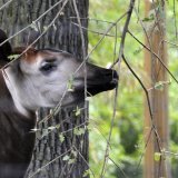 Il existe plusieurs sites miniers illicites, aurifères notamment, dans la RFO, site du patrimoine mondial et habitat de l'okapi, un mammifère en voie de disparition.
