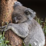 Agée de 7 ans, Maisy souffrait d'une tumeur qui entravait de plus en plus sa respiration. Vétérinaires et gardiens du zoo de Zurich se sont finalement résolus à l'euthanasier (archives).
