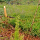 La parcelle de test de Champéry se situe à 1550 mètres d'altitude.