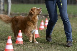 La révision partielle de la loi sur la détention des chiens à Fribourg vise à améliorer la sécurité de la population, à lutter contre les incivilités et à accroître le bien-être animal (archives).