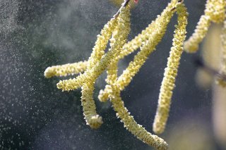 Selon Meteonews, la pleine floraison des noisetiers aura lieu la semaine prochaine.