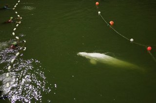 Le 10 août 2022, un béluga avait dû être euthanasié après une semaine d'errance dans la Seine (archives).