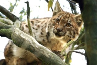Seuls 38 lynx sont à même de se reproduire avec une diversité génétique suffisante pour assurer la survie de l'espèce en France (archives).