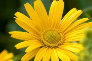 Selon l'association Bioterra, la buphtalme à feuilles de saule, communément appelée oeil de boeuf, est un véritable aimant à insectes.