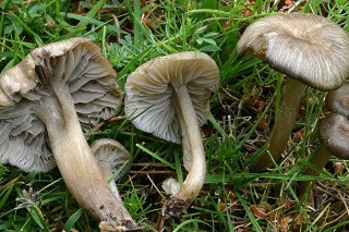 La nouvelle espèce de champignon Clitocybula ellipsospora découverte en Espagne n'a été décrite que l'an dernier par un chercheur du Jardin Botanique de Genève.