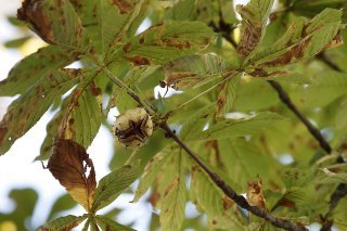 La première feuille du marronnier de la Treille annonçant le printemps a éclos jeudi (archives).