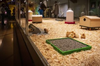 Après l’éclosion dans la couveuse, les poussins sont placés pour quelques jours dans une poussinière généreusement aménagée.