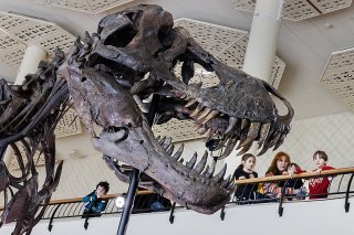 Les os du crâne de "Trinity" proviennent du même T-Rex. Ils sont dans un état de conservation exceptionnel.