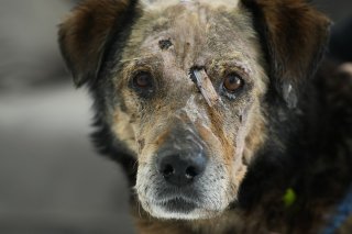 Les affrontements en Ukraine ont affecté 600 espèces d'animaux (archives).