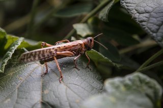 Les scientifiques ont identifié 17 odeurs émises uniquement par les criquets grégaires (image d'illustration).