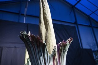 L'arum titan peut mesurer jusqu'à 3 mètres (archives).