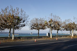 Cinq platanes du quai Gustave-Ador vont être abattus, ainsi que cinq tilleuls situés en face, le long du quai du Mont-Blanc (image d'illustration).