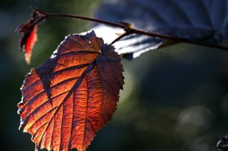 Mauvaise nouvelle pour les personnes allergiques: le noisetier fleurit de plus en plus tôt (archives).