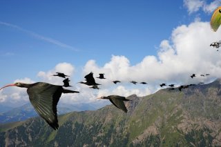 Des ibis chauves en vol sur l'Autriche: le zoo de Vienne est fortement engagé dans la réintroduction de ces oiseaux ayant disparu d'Europe depuis plusieurs siècles (archives).