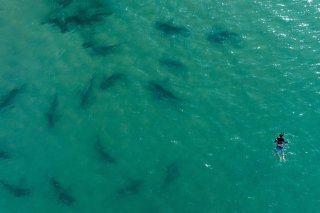 Les Etats membres de l'ONU ont adopté lundi par consensus le premier traité international pour protéger la haute mer. (archives)