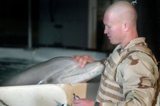 L'utilisation de mammifères marins à des fins militaires est une pratique ancienne à laquelle plusieurs armées, notamment américaine et russe, ont eu recours ces dernières décennies (archives).