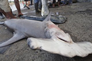 Le gouvernement costaricien avait déjà interdit en février la pêche des requins-marteaux (archives).