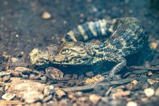Les gardiens du zoo s'attendaient à l'éclosion du bébé caïman environ un à deux mois plus tard, mais son oeuf a sans doute été pondu bien plus tôt qu'ils ne le supposaient.