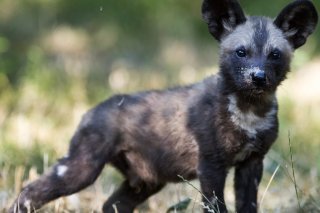 L'UICN avait estimé en 2020 que la population de lycaons africains sauvages était d'environ 6600 adultes. "La taille de la population continue de diminuer en raison d'un habitat en fragmentation, de conflits avec les activités humaines et de malad...