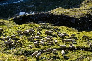 En Valais, le nombre d'animaux de rente tués par des loups au premier semestre 2023 a diminué de 55% par rapport à la même période de l'année précédente, selon le Groupe Loup (archives).
