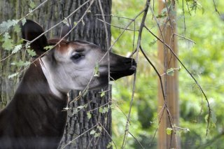 Il existe plusieurs sites miniers illicites, aurifères notamment, dans la RFO, site du patrimoine mondial et habitat de l'okapi, un mammifère en voie de disparition.