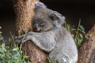 Agée de 7 ans, Maisy souffrait d'une tumeur qui entravait de plus en plus sa respiration. Vétérinaires et gardiens du zoo de Zurich se sont finalement résolus à l'euthanasier (archives).