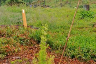 La parcelle de test de Champéry se situe à 1550 mètres d'altitude.