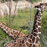 Le combat est probablement la première raison pour laquelle les girafes ont développé un long cou, estiment les auteurs de l'étude (archives).