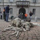 L'attaque avait suscité l'indignation des paysans, qui ont déposé plusieurs moutons tués devant le siège du gouvernement à Bellinzone, en signe de protestation (archives).