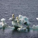 Les ours polaires se servent des icebergs comme d'une plateforme pour chasser les phoques (archives).