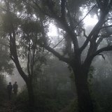 Une forêt proche de Rio de Janeiro. Les arbres retrouvés fossilisés appartiennent à une espèce disparue qui n'avait ni fruit, ni fleur, ni graine (image d'illustration).